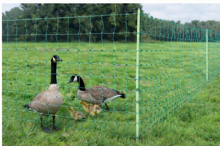 Euro-Netz Geflügel 112/2